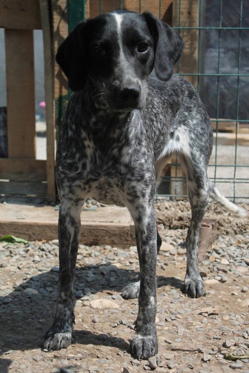 კურცხაარი ლედი