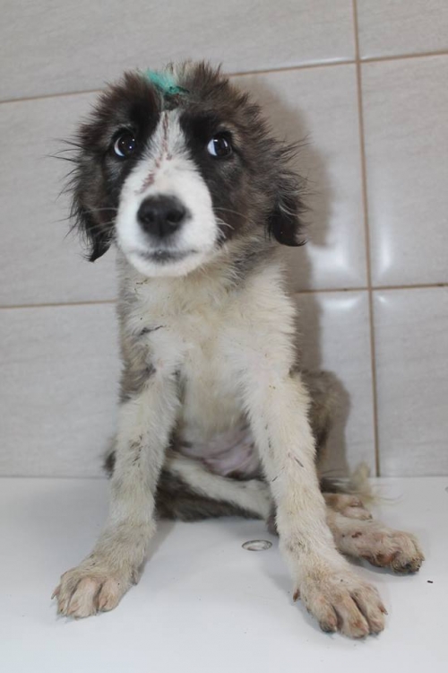 მეტისი უსახელო