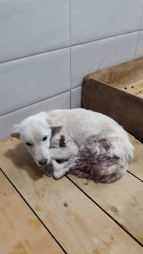 მეტისი უსახელო