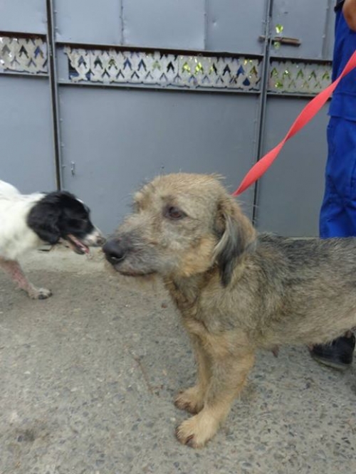 შნაუცერი ბიბი