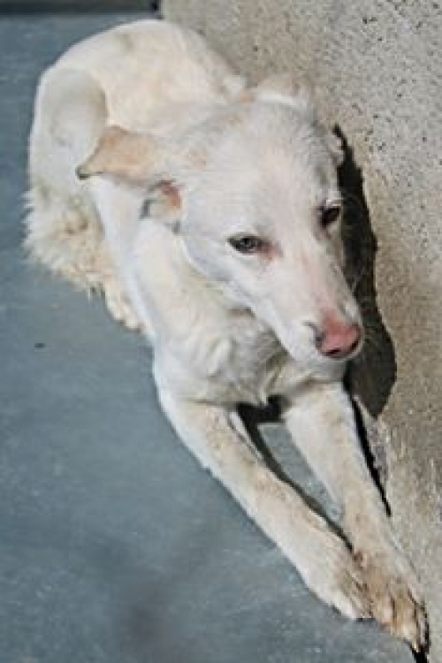 მეტისი ბელკა