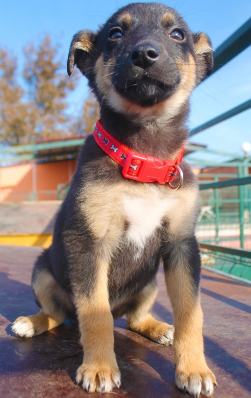 მეტისი უსახელო