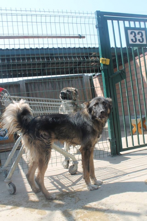 ქართული ქოფაკი ლომა