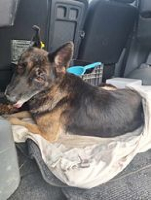 გერმანული ნაგაზი წნორი