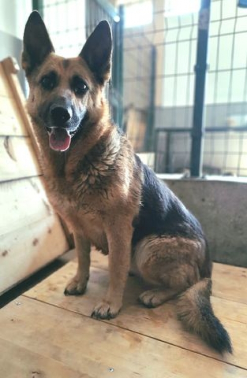 გერმანული ნაგაზი საგარეჯო