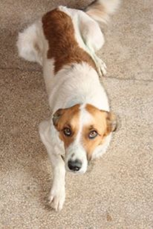 მეტისი უსახელო