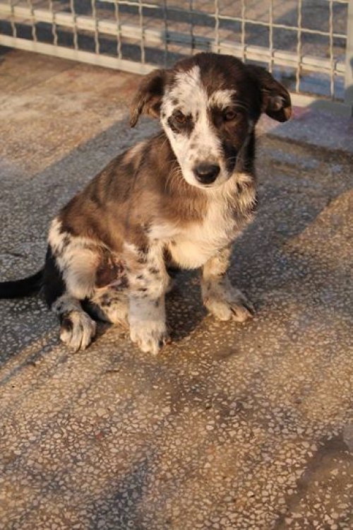 მეტისი უსახელო