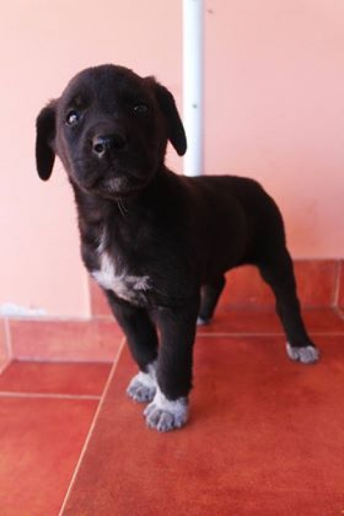 მეტისი უსახელო