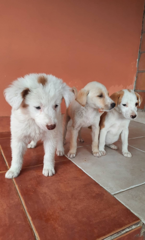 ქართული ქოფაკი ნაპოვნია თავშესაფართან კაიროზე