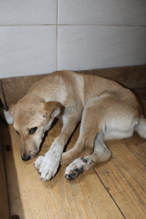 მეტისი ლუსი