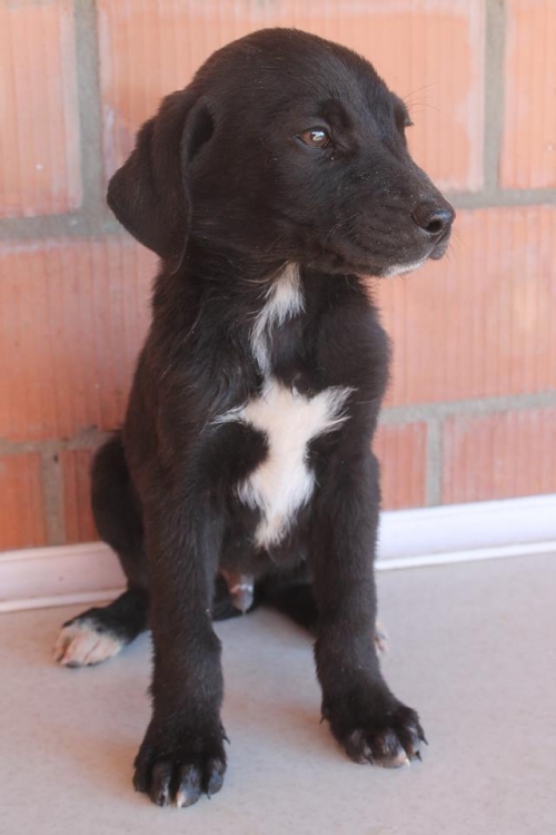 მეტისი უსახელო