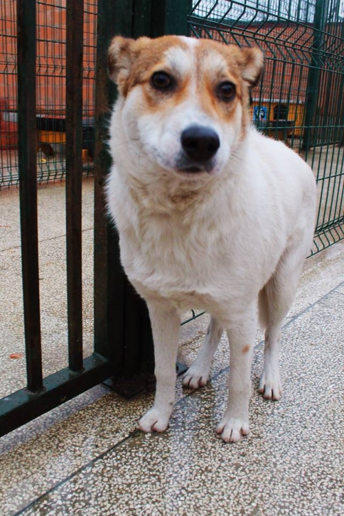 მეტისი ბიმა