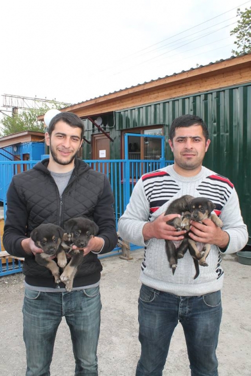 გერმანული ნაგაზის მეტისი უსახელო