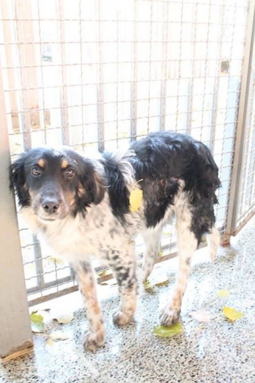 მეტისი უსახელო