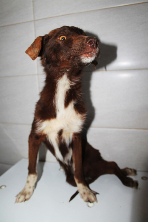 მეტისი უსახელო