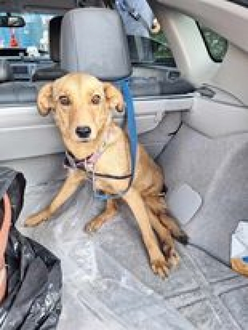 მეტისი ქ. რუსთავი მე 7მკ.