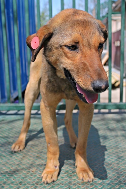 მეტისი უსახელო