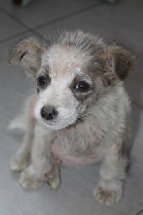 მეტისი უსახელო