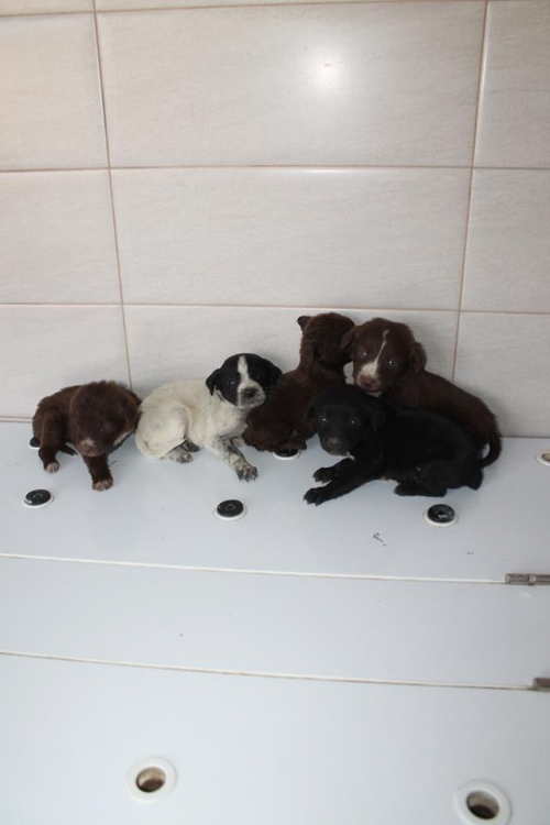 კურცხაალის მეტისი უსახელო