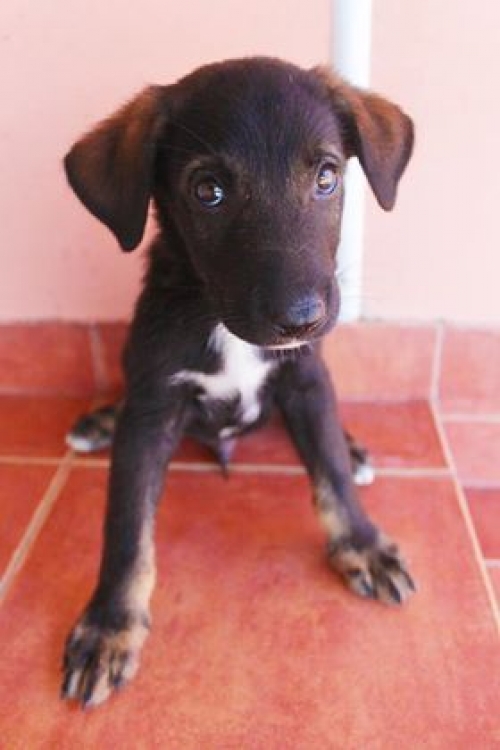 მეტისი უსახელო