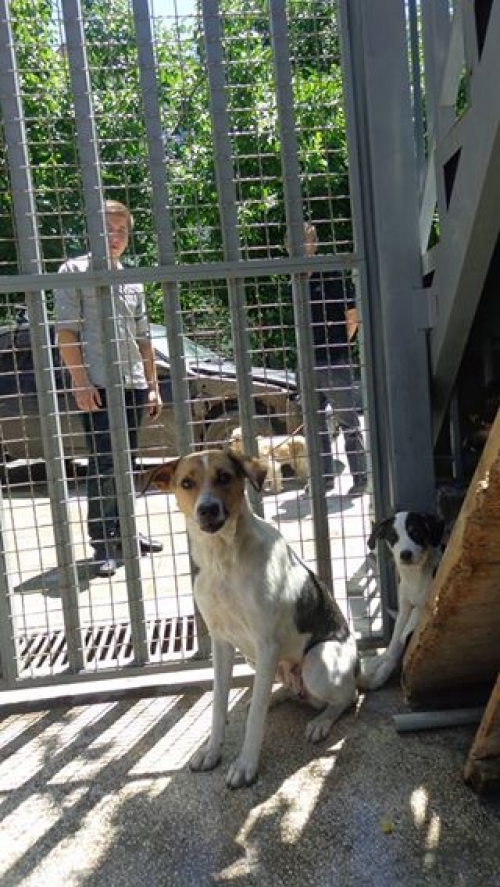 მეტისი უსახელო