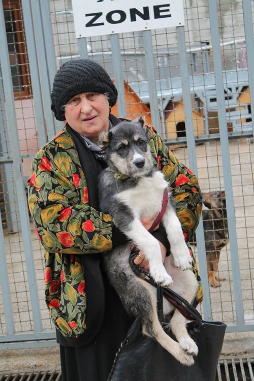 ქართული ქოფაკი უსახელო