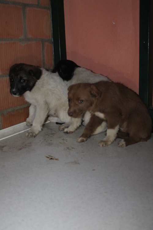 ქართული ქოფაკი უსახელო