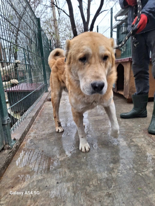 ქართული ნაგაზი საგურამო