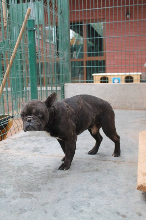 ფრანგული ბულდოგი უსახელო