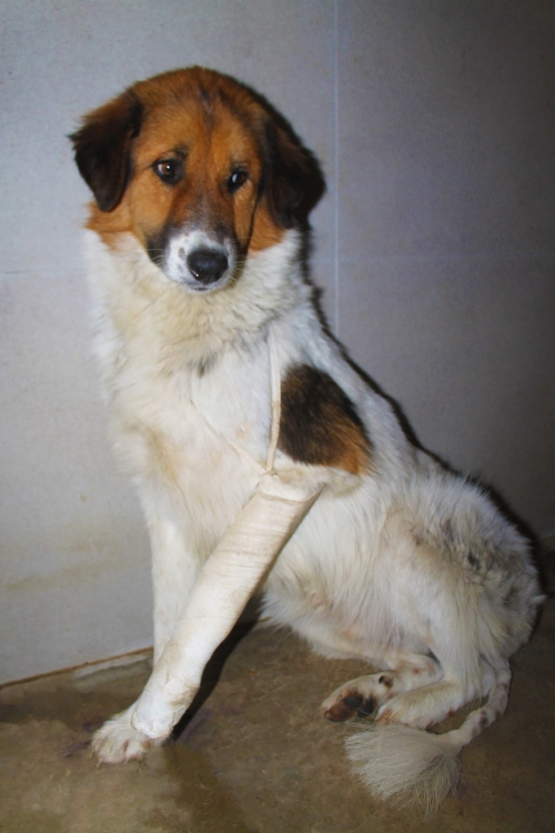 მეტისი უსახელო