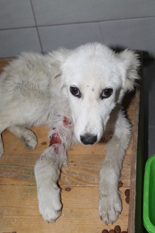 ქართული ქოფაკი უსახელო