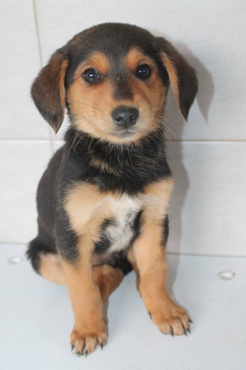 მეტისი უსახელო