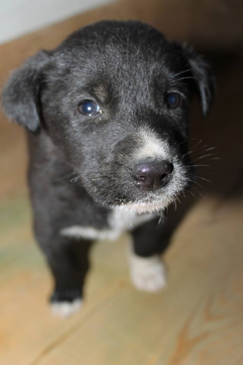 მეტისი უსახელო