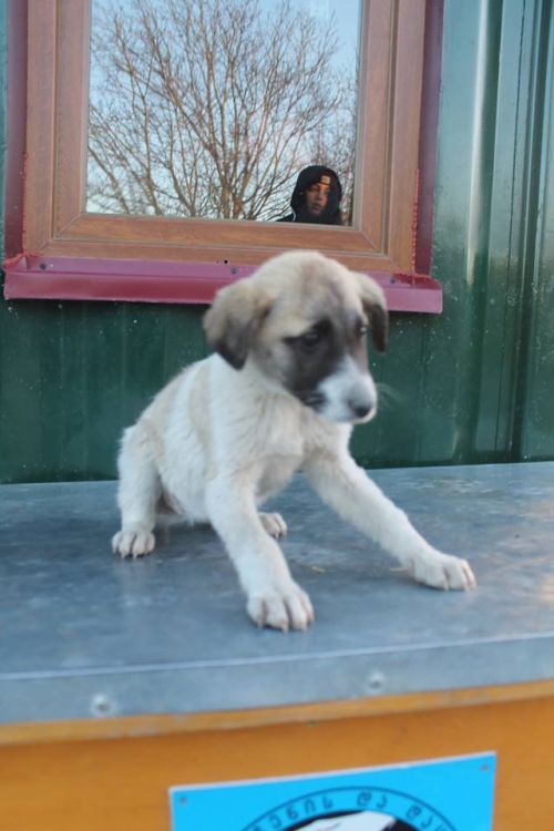 მეტისი უსახელო