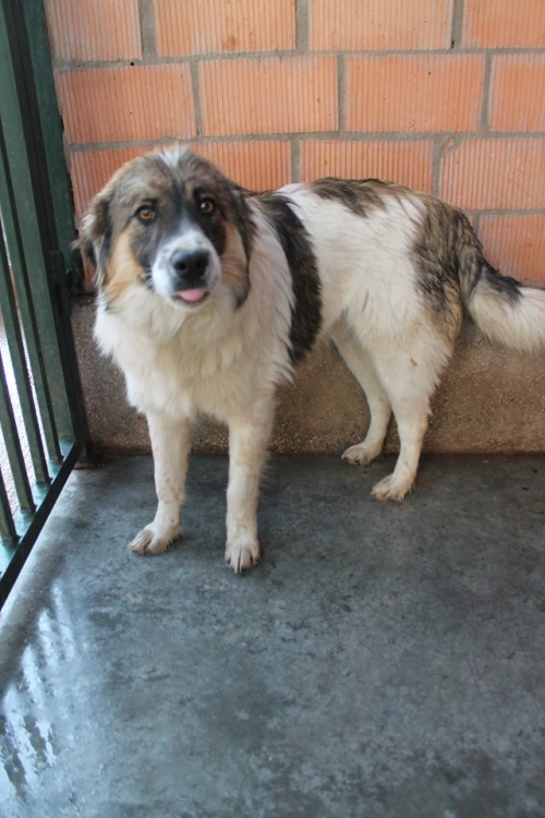 ქართული ქოფაკი უსახელო