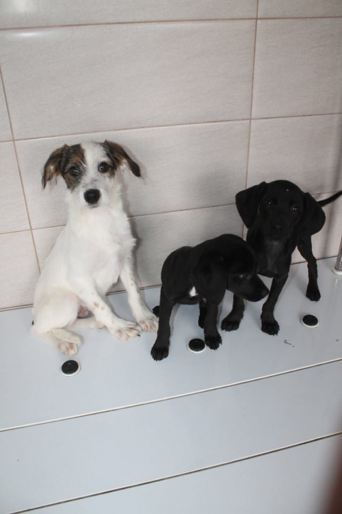 მეტისის ლეკვები უსახელო