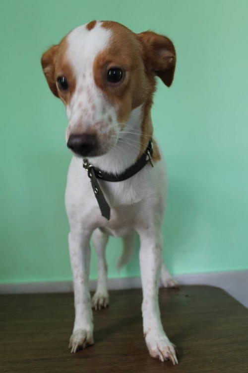 მეტისი უსახელო