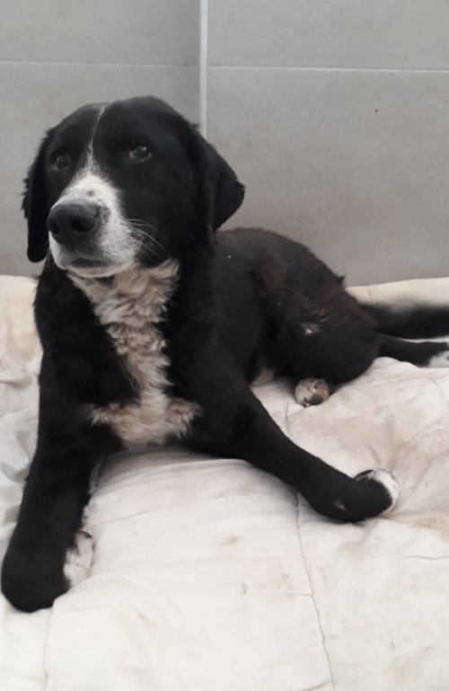 მეტისი უსახელო