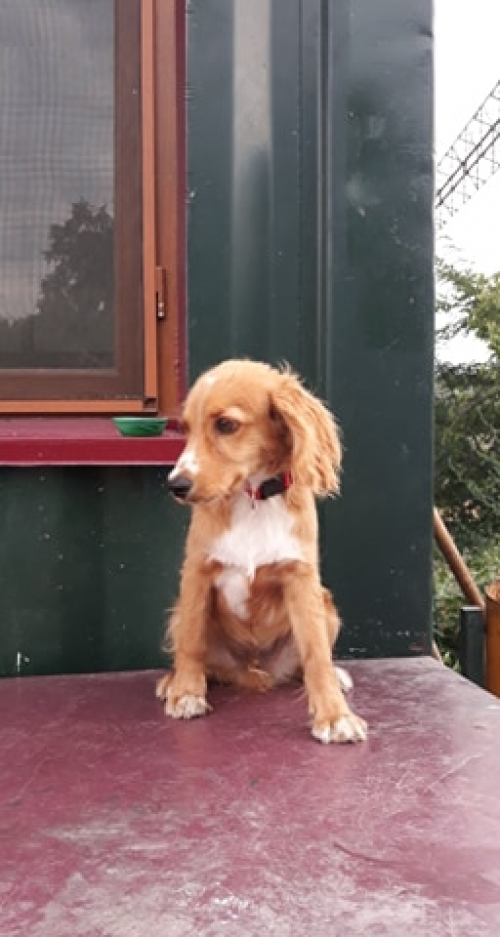 რუსული კოკერ სპანელი უსახელო