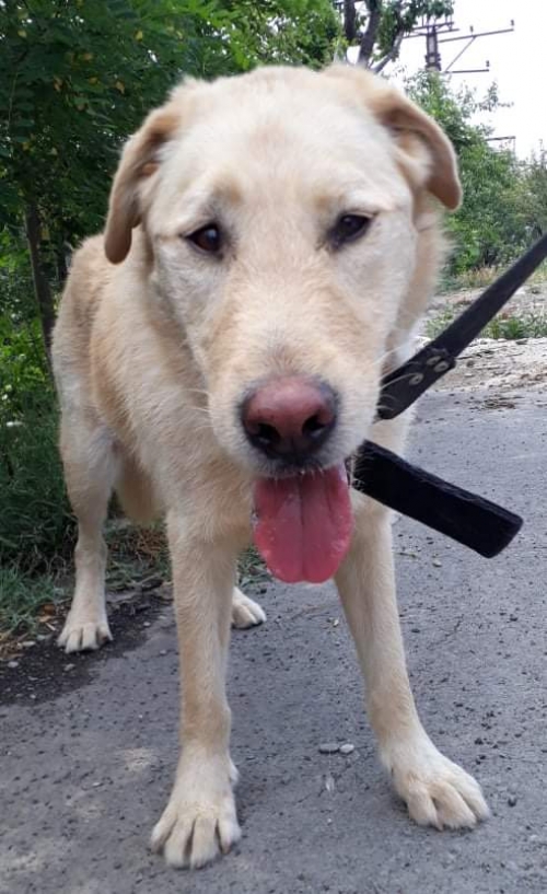 მეტისი უსახელო