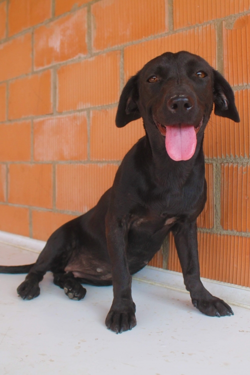 მეტისი უსახელო