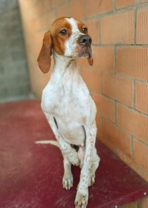 პოინტერი გუდაური