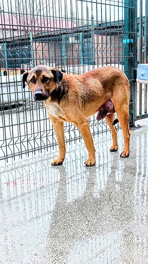 მეტისი ალექსანდრე წულუკიძეს ქუჩა