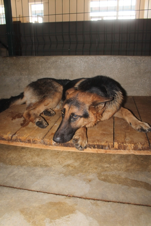 გერმანული ნაგაზი უსახელო