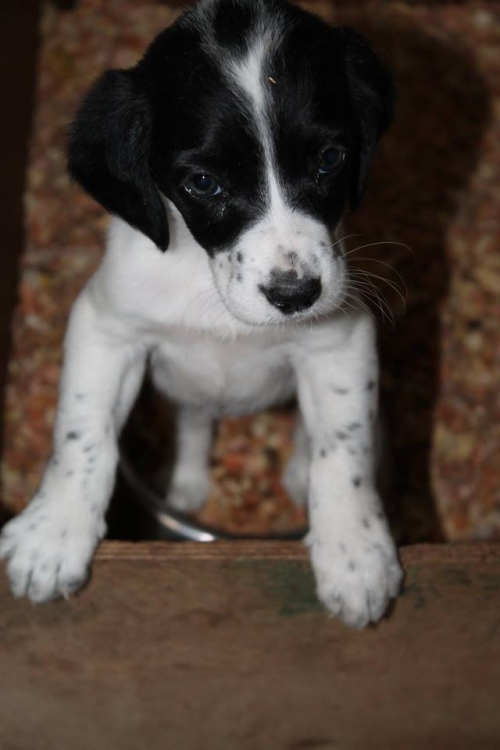 მეტისი უსახელო