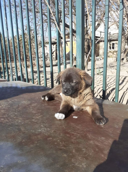 მეტისი უსახელო