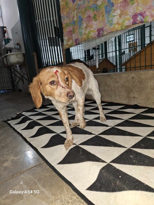 მეტისი პატარა გლდანი