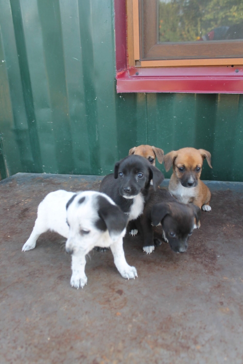 მეტისი უსახელო