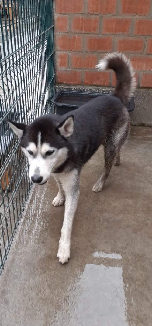 ლაიკა უსახელო