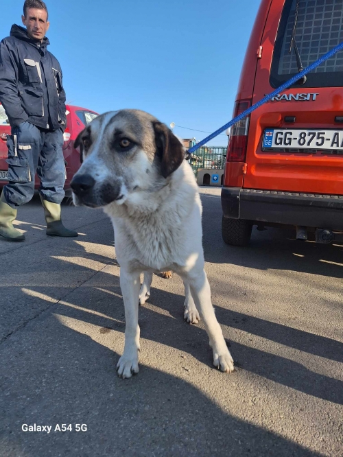 მეტისი წილკანი